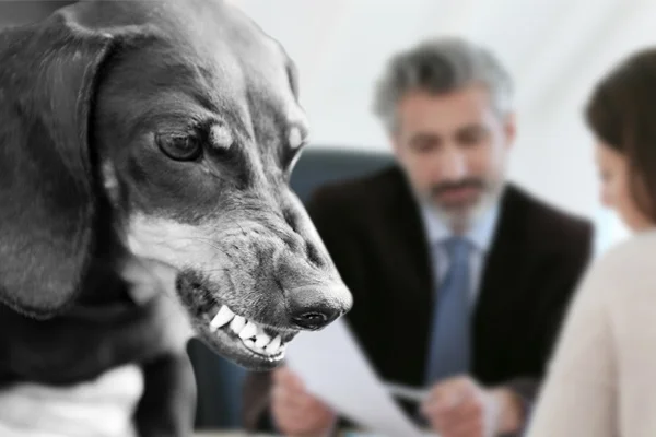 Dog bite lawyer